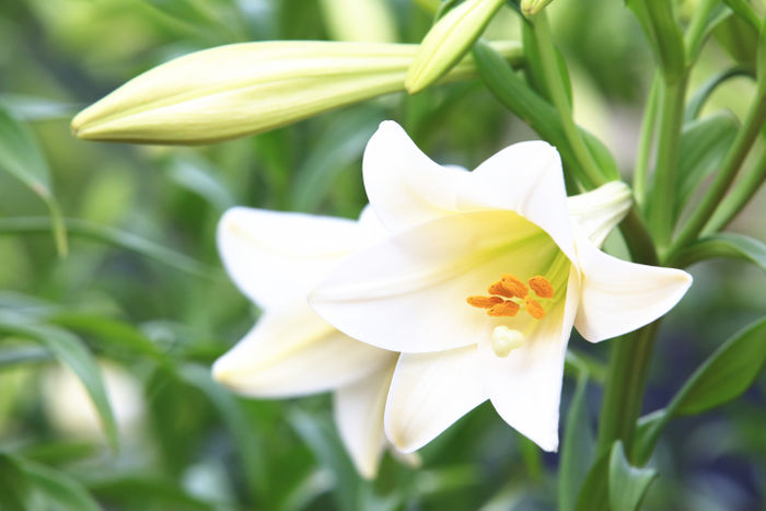 Hoa ly trắng biểu tượng tinh khiết, trong trắng trong tình yêu
